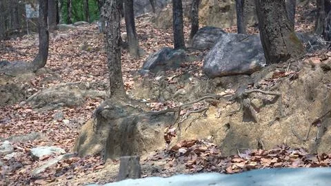 The Timeless Stone Hidden Deep in the Forest Stock Photos