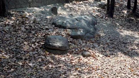Timeless Stone Nestled in Forest Greenery Stock Footage 313565947