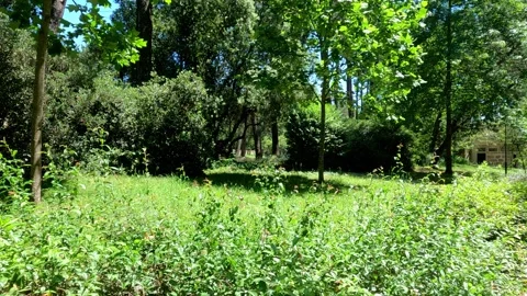Timeless Trees A Glimpse into Nature's Variety Stock Footage 277222778