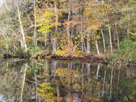 Timeless Trees 스톡 사진