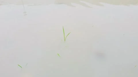 Timeline 17 Stock-Footage 291273408