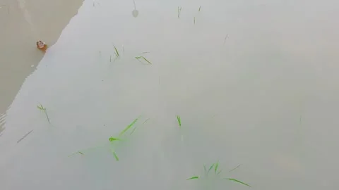 Timeline 18 Stock-Footage 291273687