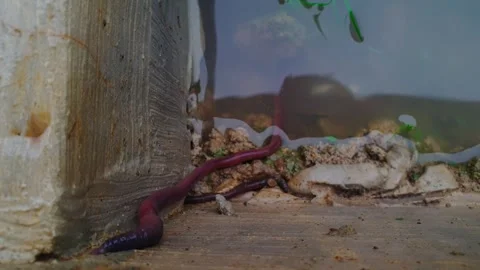 Timeline 21 Stock-Footage 291275473