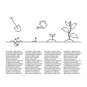 Timeline infographic of planting tree process Stock Illustration