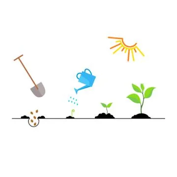 Timeline infographic of planting tree process Stock Illustration