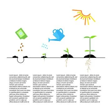 Timeline infographic of planting tree process Stock Illustration