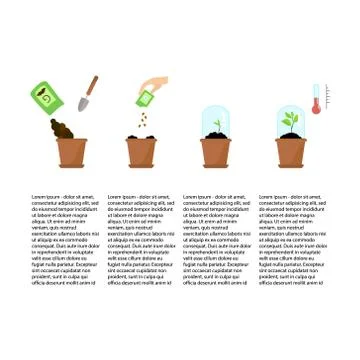 Timeline infographic of planting tree process Stock Illustration