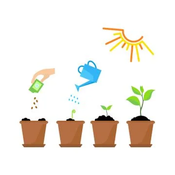Timeline infographic of planting tree process Stock Illustration