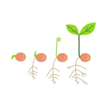 Timeline infographic of planting tree process Stock Illustration