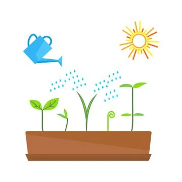 Timeline infographic of planting tree process Stock Illustration