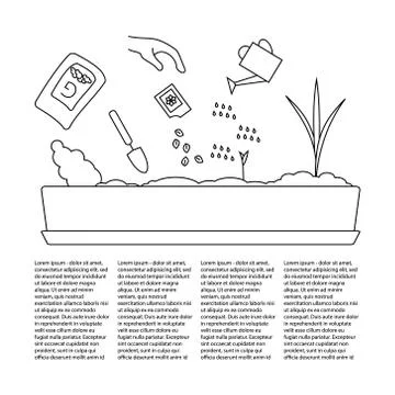 Timeline infographic of planting tree process Stock Illustration