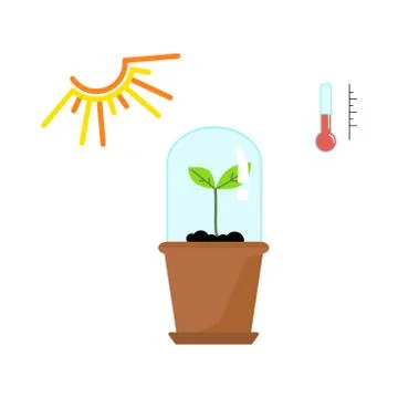 Timeline infographic of planting tree process Stock Illustration