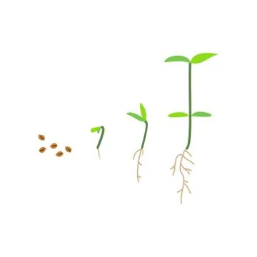 Timeline infographic of planting tree process Stock Illustration
