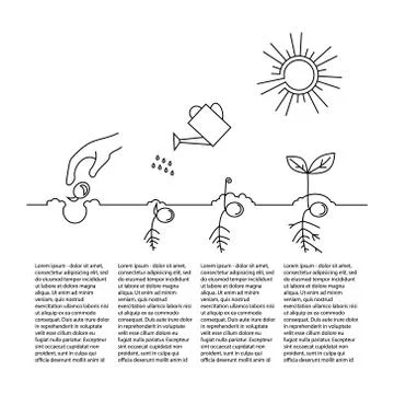 Timeline infographic of planting tree process Stock Illustration
