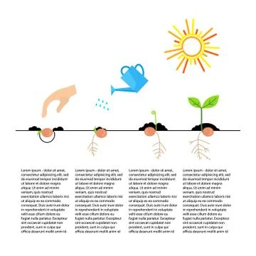 Timeline infographic of planting tree process Stock Illustration