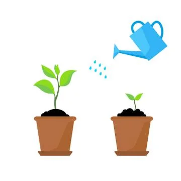 Timeline infographic of planting tree process Stock Illustration