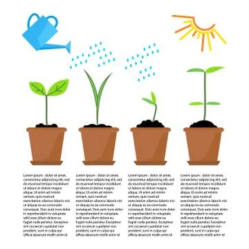 Timeline infographic of planting tree process Stock Illustration