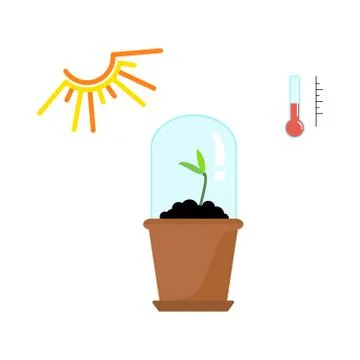 Timeline infographic of planting tree process Stock Illustration