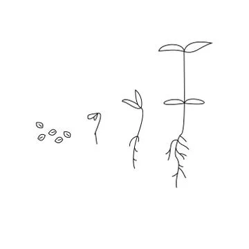 Timeline infographic of planting tree process Stock Illustration