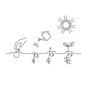 Timeline infographic of planting tree process Stock Illustration