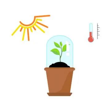 Timeline infographic of planting tree process Stock Illustration