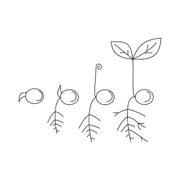 Timeline infographic of planting tree process Stock Illustration