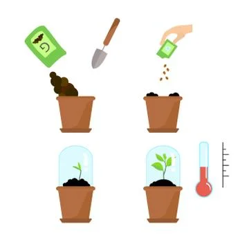 Timeline infographic of planting tree process Stock Illustration