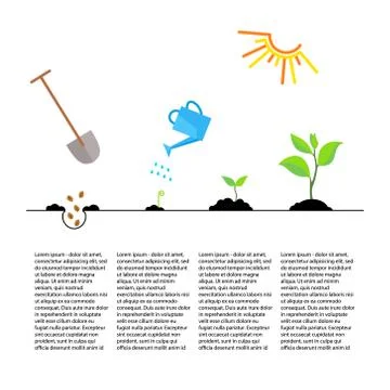 Timeline infographic of planting tree process Stock Illustration