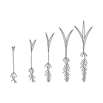 Timeline infographic of planting tree process Stock Illustration