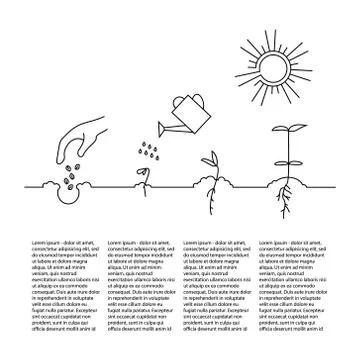 Timeline infographic of planting tree process Stock Illustration