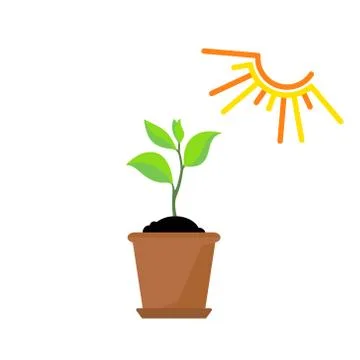 Timeline infographic of planting tree process Stock Illustration
