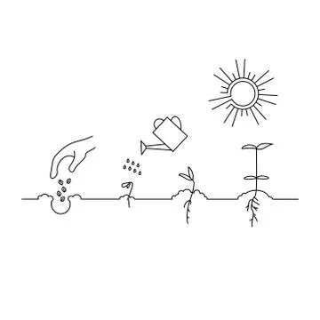 Timeline infographic of planting tree process Stock Illustration