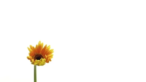 Timelpase of growing gerbera wide Stock Footage 8663637