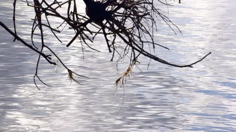 Timelpase Of Water Through Branch Stock Footage 38859062