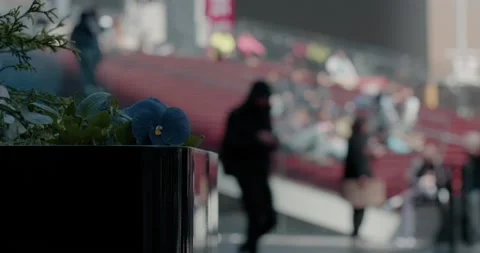 Times Square Red Steps in Shallow Depth of Field - Plant Focus Stock Footage 153098277