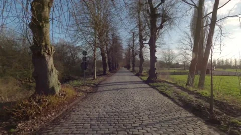 Timewarp walking through an old tree lane Vídeos de archivo 170302281