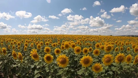 Timewarp Walking Through Sunflower Field Stock Footage 112749694