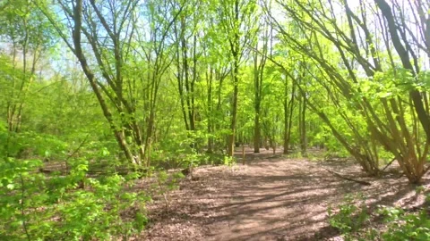 Timewarp walking through a young forest Stock Footage 152977712