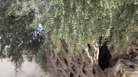 Timeworn olive tree offering ample shade and roots, Aged monumental tree Video stock 321817822