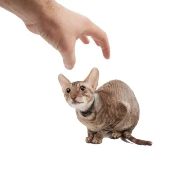 Timid and scared young cornish rex cat crouching and looking at hand Фото