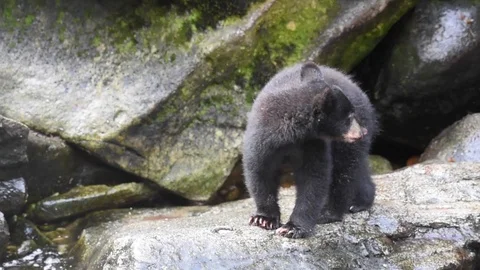 A timid bear cub standing on a rock looking over a river hears a sound and runs  動画素材 97799711