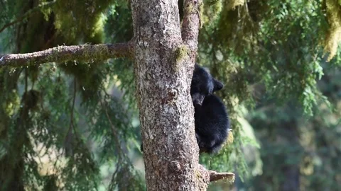 A timid black bear cub hiding in a tree 動画素材 97803279