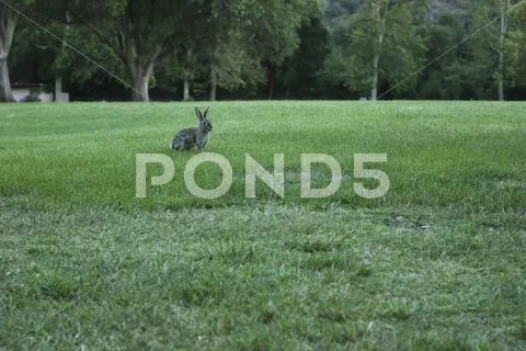 Timid Bunny Stock Photos