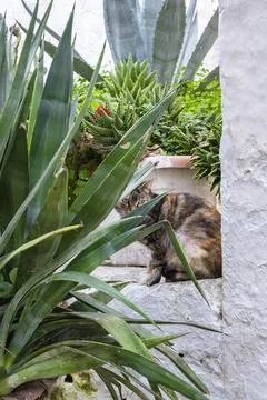 Timid cat looking through the leaves Stock Photos