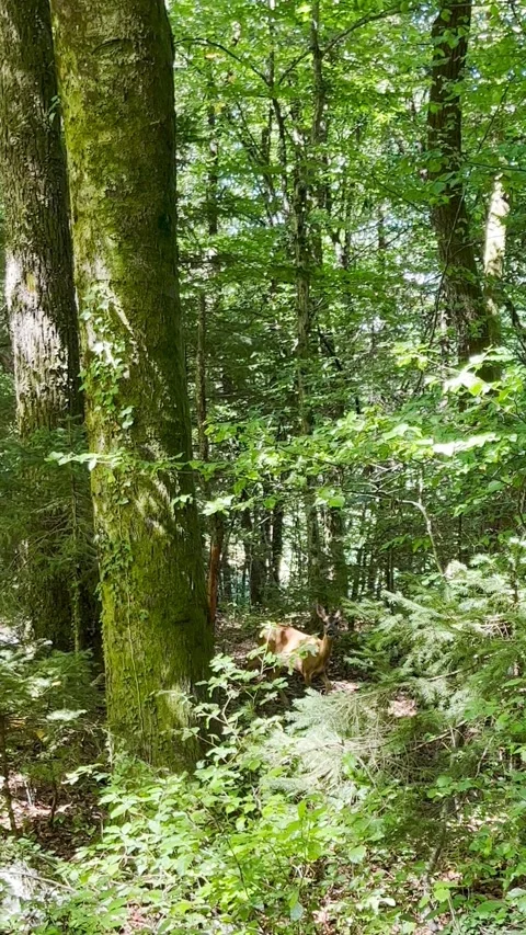 Timid doe in the sunny woods. Vertical video. Stock Footage 337569466