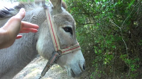 Timid grey donkey doesnt let touch it Stock Footage 155288379
