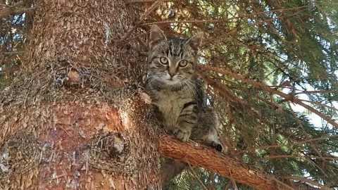 A timid kitten in a tree and afraid to come down Stock Footage 138886472