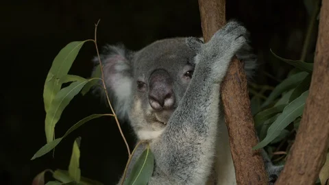 Timid Koala 4K Stock Footage 129070802