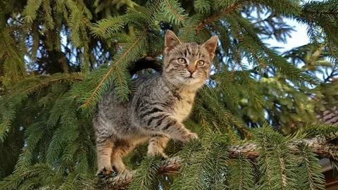 A timid little cat in a tree and afraid to come down Stock Footage 138886241