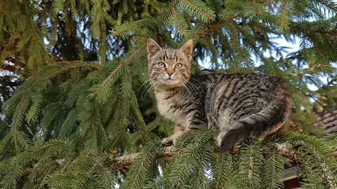 A timid little kitten in a tree and afraid to come down. Stock Footage 138886544